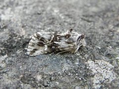 Torskemunnfly (Calophasia lunula)