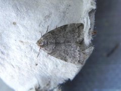 Common Lutestring (Ochropacha duplaris)