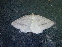 Brown Silver-line (Petrophora chlorosata)
