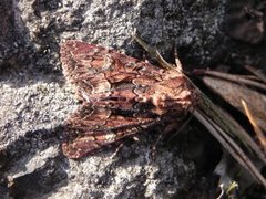 Brunt lærfly (Mniotype adusta)