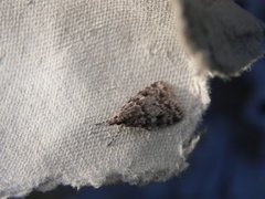 Common Grey (Scoparia ambigualis)