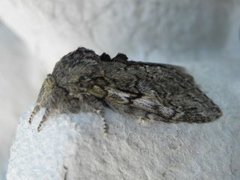Great Prominent (Peridea anceps)