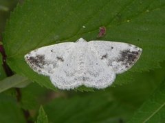 Clouded Silver (Lomographa temerata)