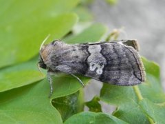 Øyehalvspinner (Tethea ocularis)