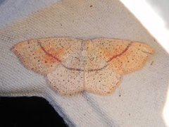 Punktløvmåler (Cyclophora punctaria)