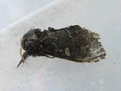 Large Dark Prominent (Notodonta torva)