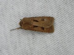Heart and Dart (Agrotis exclamationis)
