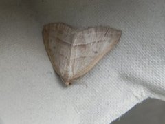 Brown Silver-line (Petrophora chlorosata)