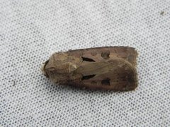 Heart and Dart (Agrotis exclamationis)