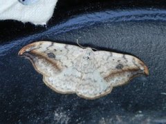 Pebble Hook-tip (Drepana falcataria)