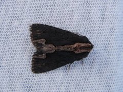 Bird's Wing (Dypterygia scabriuscula)