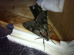 Pine Hawk-moth (Sphinx pinastri)