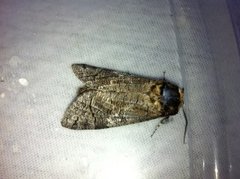 Goat Moth (Cossus cossus)