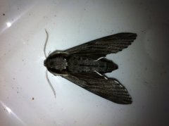 Pine Hawk-moth (Sphinx pinastri)