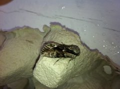 The Saxon (Hyppa rectilinea)