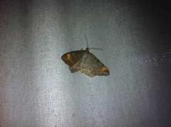 Tawny-barred Angle (Macaria liturata)