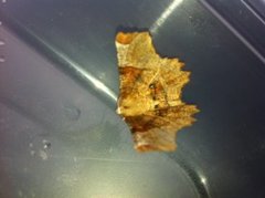 Lunar Thorn (Selenia lunularia)