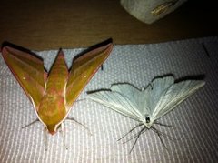Black-veined Moth (Siona lineata)