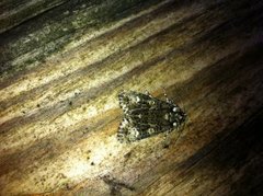 The Coronet (Craniophora ligustri)
