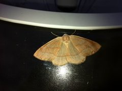Barred Red (Hylaea fasciaria)