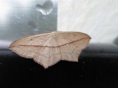 Blood-vein (Timandra comae)