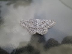 Cream Wave (Scopula incanata)