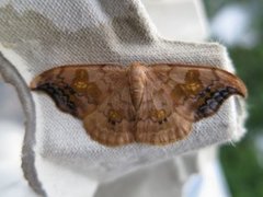 Scarce Hook-tip (Sabra harpagula)