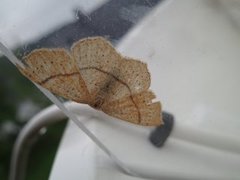 Punktløvmåler (Cyclophora punctaria)