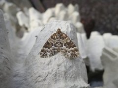 Broken-barred Carpet (Electrophaes corylata)