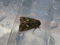 Orache Moth (Trachea atriplicis)