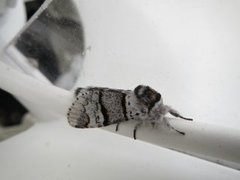 Poplar Kitten (Furcula bifida)