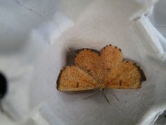Orange Moth (Angerona prunaria)