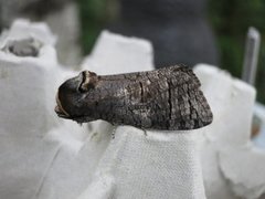 Goat Moth (Cossus cossus)