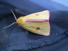 Clouded Buff (Diacrisia sannio)