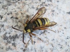 Hornet Moth (Sesia apiformis)