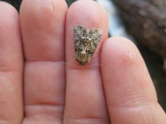 Marbled Minor (Oligia strigilis)