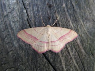 Karminmåler (Rhodostrophia vibicaria)