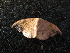 Scarce Hook-tip (Sabra harpagula)