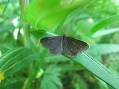 Chimney Sweeper (Odezia atrata)