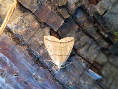 Small Fan-foot (Herminia grisealis)