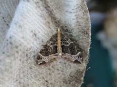 Springfrødråpemåler (Ecliptopera capitata)