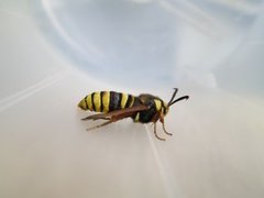Hornet Moth (Sesia apiformis)