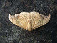 Scarce Hook-tip (Sabra harpagula)