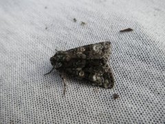 The Coronet (Craniophora ligustri)