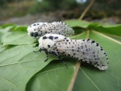 Greindreper (Zeuzera pyrina)