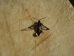 Red-tipped Clearwing (Synanthedon formicaeformis)