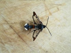 Red-tipped Clearwing (Synanthedon formicaeformis)