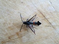 Red-tipped Clearwing (Synanthedon formicaeformis)
