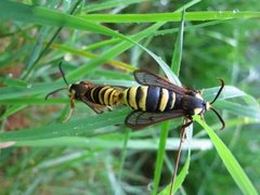 Ospeglassvinge (Sesia apiformis)