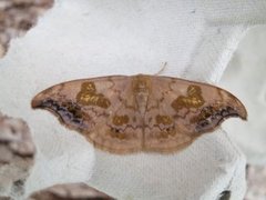 Scarce Hook-tip (Sabra harpagula)